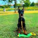 Doberman Pinscher Puppies for sale in Montgomery City, MO 63361, USA. price: $1