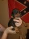 Doberman Pinscher Puppies for sale in Holiday, FL, USA. price: $2,000