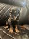 Doberman Pinscher Puppies for sale in Preston, ID 83263, USA. price: $3,000