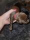 Doberman Pinscher Puppies for sale in Davison, MI 48423, USA. price: $2,000