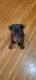 Doberman Pinscher Puppies for sale in Malden, MA, USA. price: $3,200