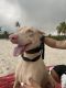 Doberman Pinscher Puppies for sale in Sunrise, FL, USA. price: $500