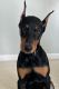 Doberman Pinscher Puppies for sale in New Franklin, OH 44614, USA. price: NA