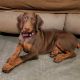 Doberman Pinscher Puppies for sale in Brandon, FL, USA. price: $1,500