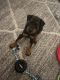 Doberman Pinscher Puppies for sale in Newport Beach, CA, USA. price: $800