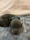Doberman Pinscher Puppies for sale in Eagle Mountain, UT 84005, USA. price: $1,500