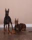 Doberman Pinscher Puppies for sale in Inglewood, CA, USA. price: $1,800