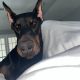 Doberman Pinscher Puppies for sale in Union, NJ, USA. price: $1,800