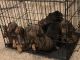 Doberman Pinscher Puppies for sale in Woodstock, AL 35188, USA. price: NA