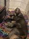 Doberman Pinscher Puppies for sale in Wilson, NC, USA. price: NA