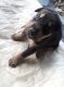 Doberman Pinscher Puppies for sale in South Extension, South Extension I, New Delhi, Delhi, India. price: 20000 INR