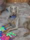 Doberman Pinscher Puppies for sale in Yerington, NV 89447, USA. price: $500