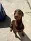 Doberman Pinscher Puppies for sale in Pomona, CA, USA. price: $500