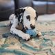 Doberman Pinscher Puppies for sale in California City, CA, USA. price: $500