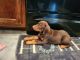 Doberman Pinscher Puppies for sale in Gainesville, GA 30506, USA. price: $1,800