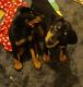 Doberman Pinscher Puppies for sale in Fort Myers, FL, USA. price: $1,000