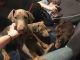 Doberman Pinscher Puppies for sale in Saginaw, MI, USA. price: $500