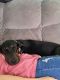 Doberman Pinscher Puppies for sale in Coshocton, OH 43812, USA. price: NA