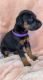 Doberman Pinscher Puppies for sale in Battle Creek, MI, USA. price: NA