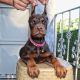 Doberman Pinscher Puppies for sale in Union Square, New York, NY 10003, USA. price: $1,000