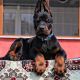 Doberman Pinscher Puppies for sale in Union Square, New York, NY 10003, USA. price: $900