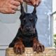 Doberman Pinscher Puppies for sale in Union Square, New York, NY 10003, USA. price: $1,000