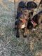 Doberman Pinscher Puppies for sale in Oak Harbor, OH 43449, USA. price: $100