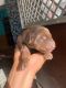Doberman Pinscher Puppies for sale in Bhiwani, Haryana, India. price: 13000 INR