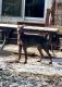 Doberman Pinscher Puppies for sale in Northeast Ohio, OH, USA. price: NA