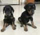 Doberman Pinscher Puppies for sale in Hadapsar, Pune, Maharashtra, India. price: 14000 INR