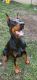 Doberman Pinscher Puppies for sale in Homer, NY, USA. price: $1,800