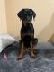 Doberman Pinscher Puppies for sale in Rancho Cucamonga, CA, USA. price: NA