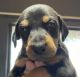 Doberman Pinscher Puppies for sale in Riverview, FL, USA. price: $1,500