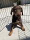 Doberman Pinscher Puppies for sale in Lindsay, CA 93247, USA. price: $550