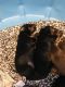 Doberman Pinscher Puppies for sale in Redding, CA, USA. price: $700