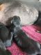 Doberman Pinscher Puppies for sale in Waycross, GA, USA. price: $1,200