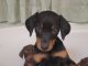 Doberman Pinscher Puppies for sale in Twentynine Palms, CA 92277, USA. price: $800