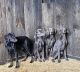 Doberman Pinscher Puppies for sale in Lynnville, TN 38472, USA. price: $700