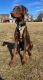 Doberman Pinscher Puppies for sale in Lovettsville, VA 20180, USA. price: $500