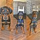 Doberman Pinscher Puppies for sale in Baltimore, MD, USA. price: $3,000