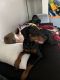 Doberman Pinscher Puppies for sale in Olmsted Falls, OH 44138, USA. price: $1,800
