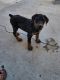 Doberman Pinscher Puppies for sale in Ladera West, Albuquerque, NM 87120, USA. price: $400