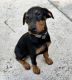 Doberman Pinscher Puppies for sale in Orange County, FL, USA. price: NA