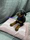 Doberman Pinscher Puppies for sale in Church Point, LA 70525, USA. price: $900