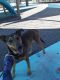 Doberman Pinscher Puppies for sale in Las Vegas, NV, USA. price: NA