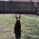 Doberman Pinscher Puppies for sale in Winthrop Harbor, IL 60096, USA. price: NA