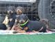 Doberman Pinscher Puppies for sale in Colton, CA, USA. price: $2,000