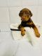 Doberman Pinscher Puppies for sale in Fresno, CA, USA. price: $1,500