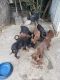 Doberman Pinscher Puppies for sale in 9604 Grape St, Los Angeles, CA 90002, USA. price: NA