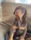 Doberman Pinscher Puppies for sale in Seattle, WA, USA. price: $550